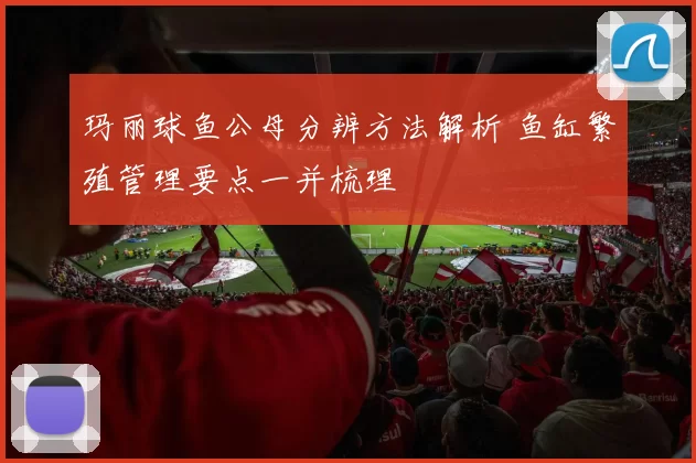 玛丽球鱼公母分辨方法解析 鱼缸繁殖管理要点一并梳理