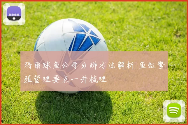 玛丽球鱼公母分辨方法解析 鱼缸繁殖管理要点一并梳理